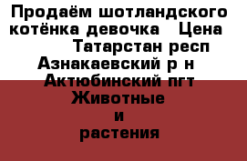 Продаём шотландского котёнка девочка › Цена ­ 1 000 - Татарстан респ., Азнакаевский р-н, Актюбинский пгт Животные и растения » Кошки   